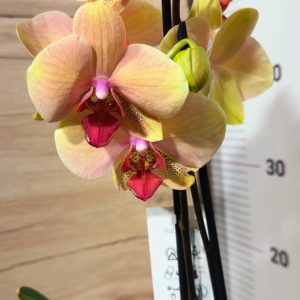 Фаленопсис 2цв. #121