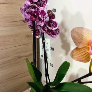 Alternative view of Фаленопсис 2 #148