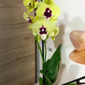 Alternative view of Фаленопсис 2 #151