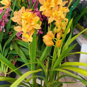 Alternative view of Цимбидиум  #72