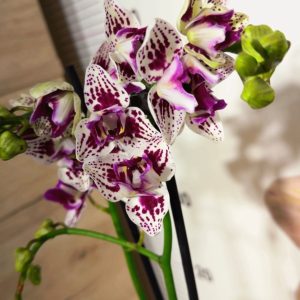 Фаленопсис Пелорик 2цв.  #128