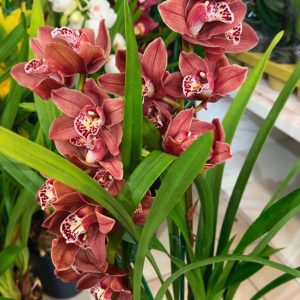 Alternative view of Цимбидиум  #71