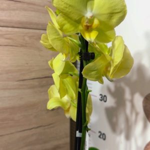 Alternative view of Фаленопсис 2 цветоноса  #160