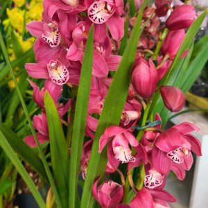 Цимбидиум  #73