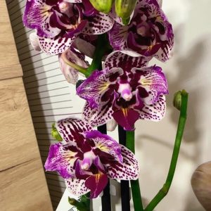 Фаленопсис Пелорик 2 цветоноса  #164