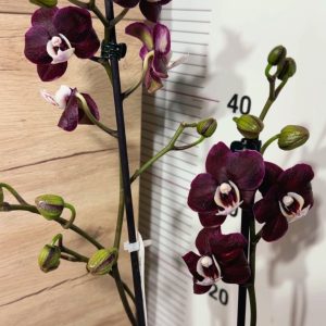 Фаленопсис 2 цветоноса Kaoda  #156