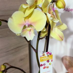 Фаленопсис 1 цветоноса  #163