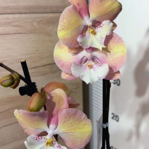 Фаленопсис 2 #143