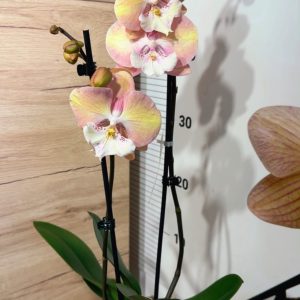 Alternative view of Фаленопсис 2 #143