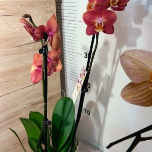 Alternative view of Фаленопсис 2 цветоноса  #164