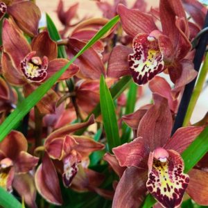 Топ Цена !! Цимбидиум 1цв. #37