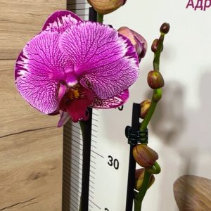 Фаленопсис 2 цветоноса  #168