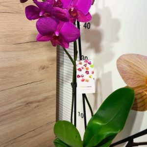 Alternative view of Фаленопсис 2 #145