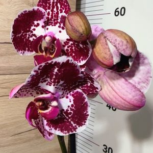 Alternative view of Фаленопсис 2 цветоноса  #161