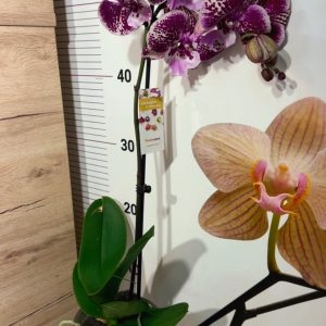 Alternative view of Фаленопсис 1цв. #130