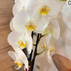 Фаленопсис 2 цветоноса  #160