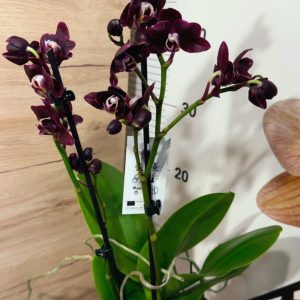 Alternative view of Фаленопсис 2 цветоноса  #140