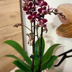 Alternative view of Фаленопсис 2 цветоноса  #158