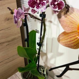Alternative view of Фаленопсис 2 #149