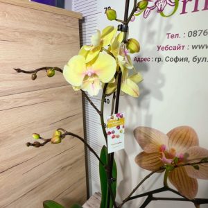 Alternative view of Фаленопсис 1 цветоноса  #163