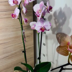 Alternative view of Фаленопсис 2 цветоноса  #162