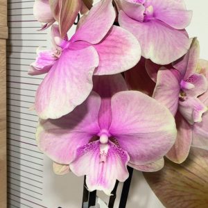 Фаленопсис 2  #168