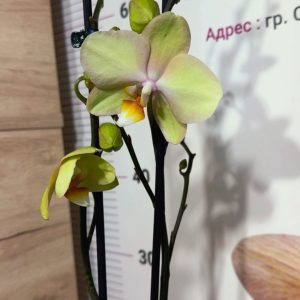 Фаленопсис 2 цветоноса  #159