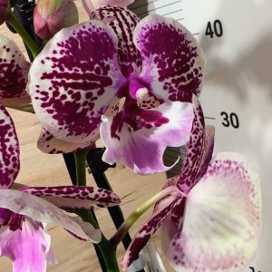 Фаленопсис 2цв. #132