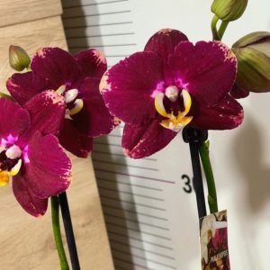 Фаленопсис 2цв. #125