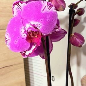 Фаленопсис 2цв. #120