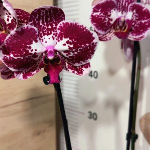 Фаленопсис 2 цветоноса #161