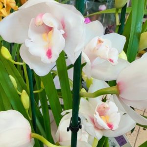 Цимбидиум  #74