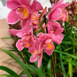 Цимбидиум  #78