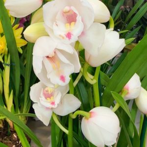 Цимбидиум  #68