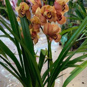 Alternative view of Цимбидиум  #77