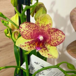 Фаленопсис 2 цветоноса Гросето  #155