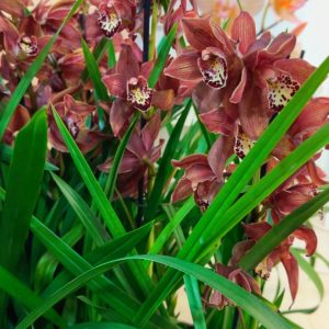 Alternative view of Топ Цена !! Цимбидиум 1цв. #37