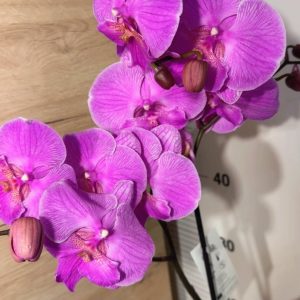 Фаленопсис 1 цветоноса  #161