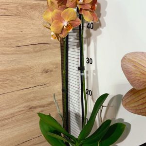 Alternative view of Фаленопсис 2 #137