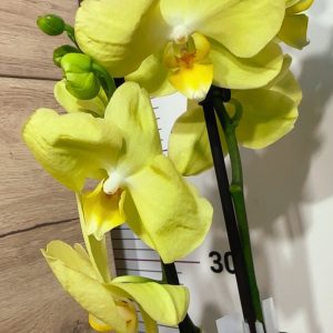 Фаленопсис 2 цветоноса #160