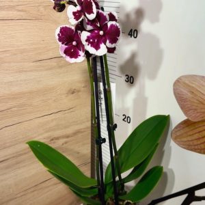 Alternative view of Фаленопсис 2 цветоноса  #163