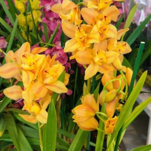 Цимбидиум  #72