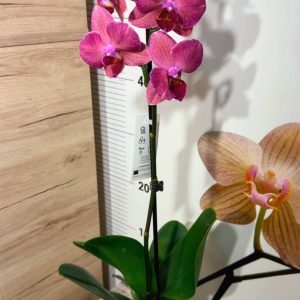 Alternative view of Фаленопсис 1 цветонос  #161