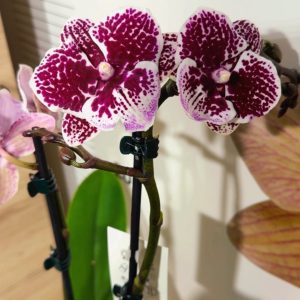 Фаленопсис 2 #149