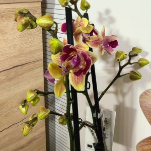 Фаленопсис Пелорик 2цв.  #127