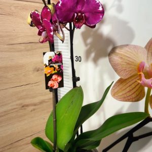 Alternative view of Фаленопсис 2цв. #123