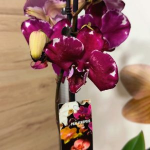 Фаленопсис 2цв. #123
