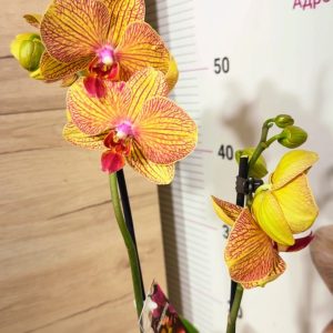 Фаленопсис 2цв. Smile #122