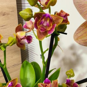 Alternative view of Фаленопсис Пелорик 2цв.  #126