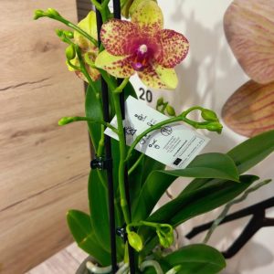 Alternative view of Фаленопсис 2 цветоноса Гросето  #155